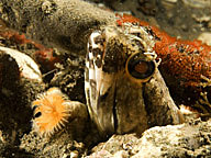 One-spot fringehead with tube worm