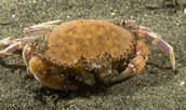 Crab feeding