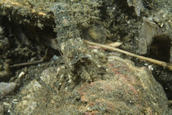 Spirontocaris prionota, "deep blade shrimp"
