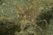 Shrimp, Pandalus danae