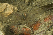 Shrimp, Pandalus danae