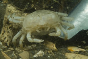 Pea crab