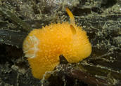 Puff nudibranch Acanthodoris lutae.