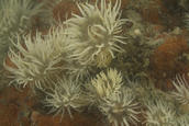 Anemone cluster