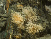 Small tube anemones.