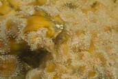 Small feeding barnacle in field of orange Corynactis anemones.