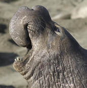 Male elephant seal