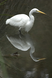 Egret at Sweet Springs