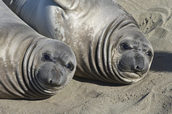 Elephant seal pups.