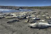 Elephant seals.