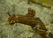 Polycera atra nudibranch.