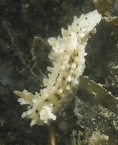 Salt and pepper nudibranch