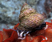 marine snail
