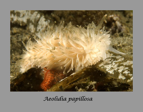 aeolidia papillosa nudibranch