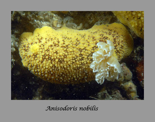 Anisodoris nobilis nudibranch