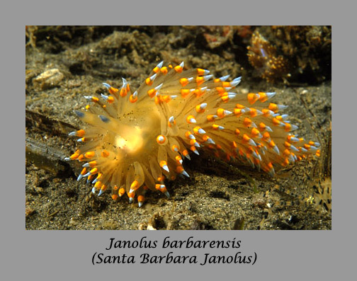 Janolus nudibranch