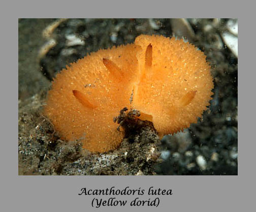 Acanthodoris lutes nudibranch