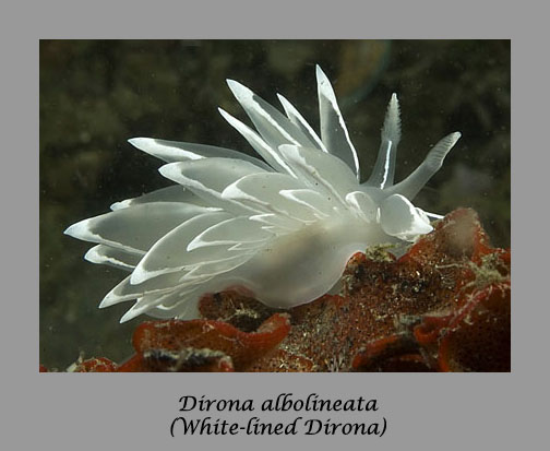 Dirona albolineata nudibranch