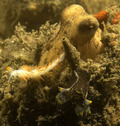 Octopus and trilineata nudibranch