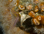 Acorn barnacle in corynactis anemones