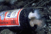 Two little metridium anemones fighting for survival on a Bud beer bottle
