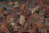 Squadron of Hermissendas on red bryozoan