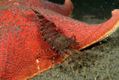 Shrimp on red starfish