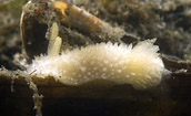Diaphorodoris lirulatocauda nudibranch