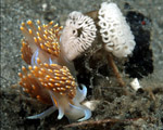 nudiranch laying eggs
