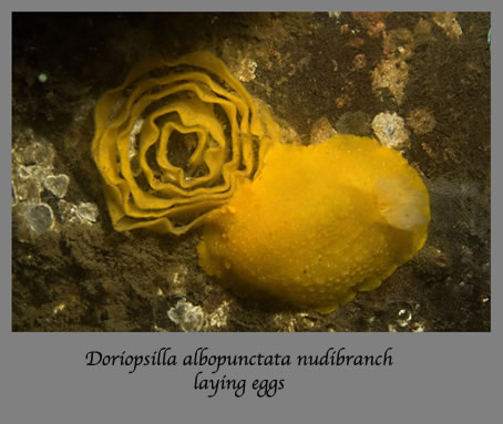 nudibranch laying eggs