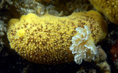 Anisodoris nobilis nudibranch