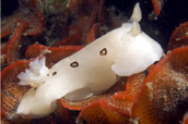 Diaulula sandiegensis nudibranch