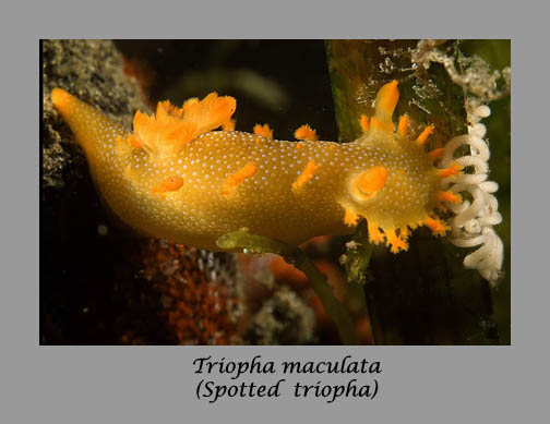 spotted triopha nudibranch