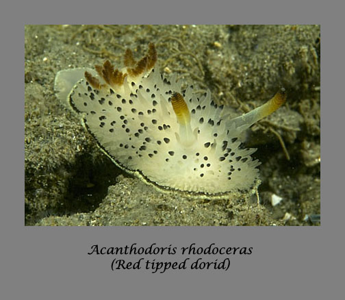 rodoceras nudibranch
